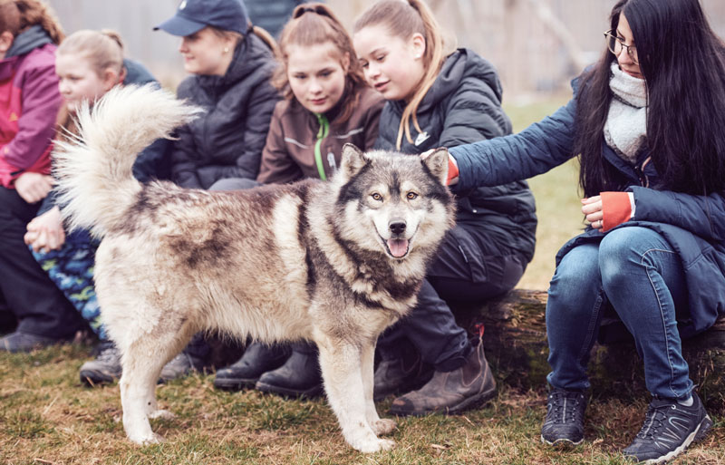 Jugendliche streicheln einen großen Schlittenhund im Freien.