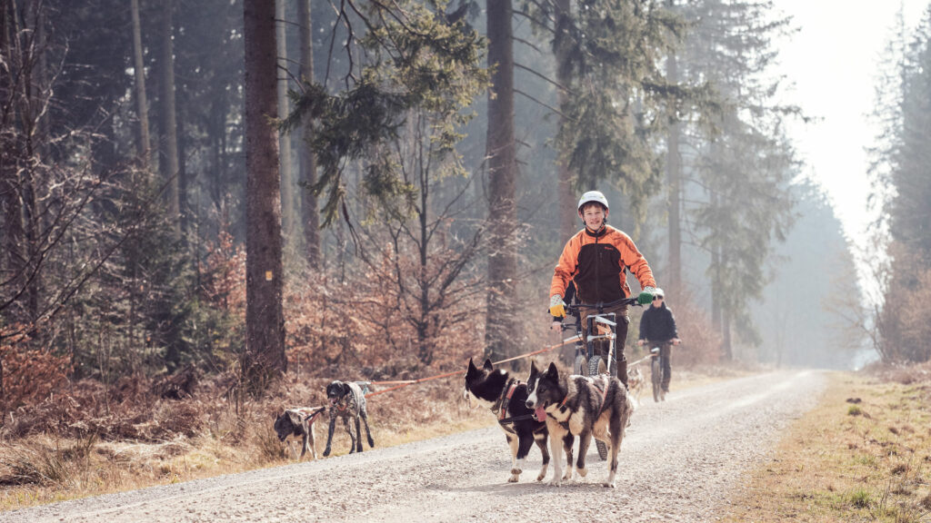 Ein Junge fährt mit Schlittenhunden auf einem Waldweg.