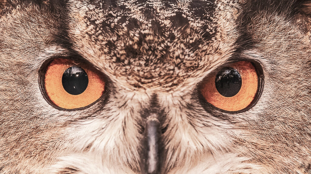 Detailfoto der Augen einer Eule mit orangefarbenen Iriden.