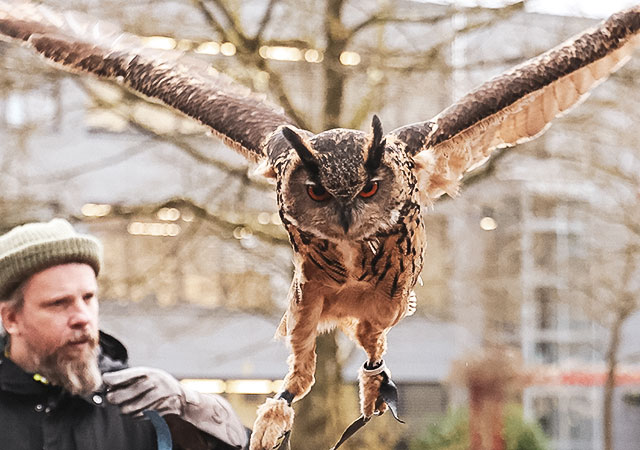 Eule im Flug mit weit ausgebreiteten Flügeln; im Hintergrund steht eine Person.
