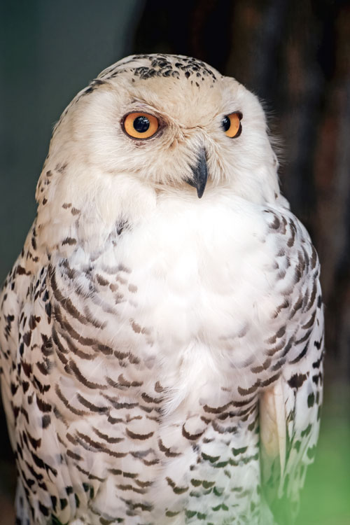 Weiße Schneeeule mit dunklen Flecken sitzt aufrecht und blickt aufmerksam.