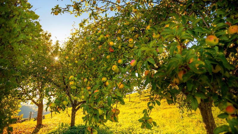 man sieht eine Apfelbaumplantage