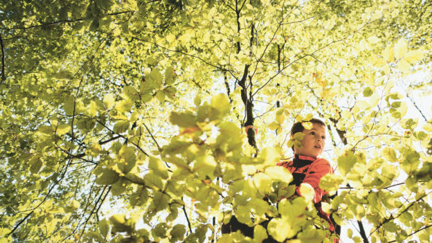 Ein Kind in roter Outdoorjacke steht zwischen dichtem, sonnenbeschienenem Laub im Wald und erkundet als Klimascout die Natur.