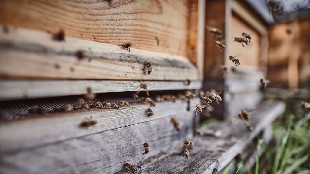 Entdeckendes Lernen: Bienen vor ihrem Bienenstock.
