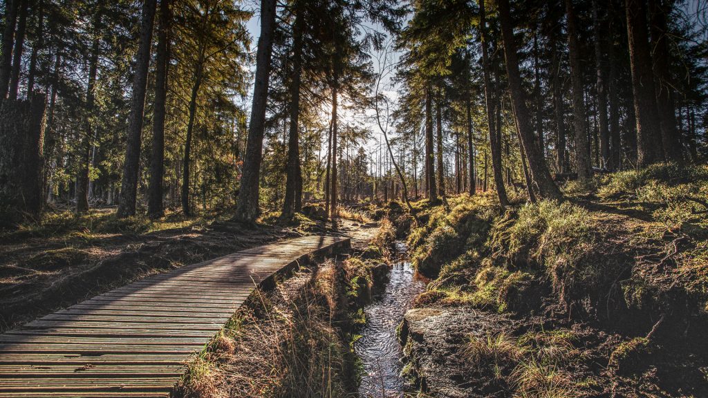 Entdeckendes Lernen: Ein Holzstieg im Wald im Harz zwischen Bäumen.